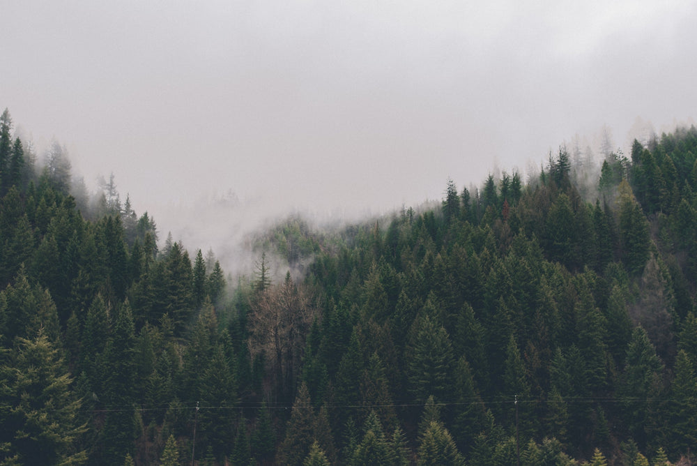 FSC Certified Timber: so what's all the fuss about?