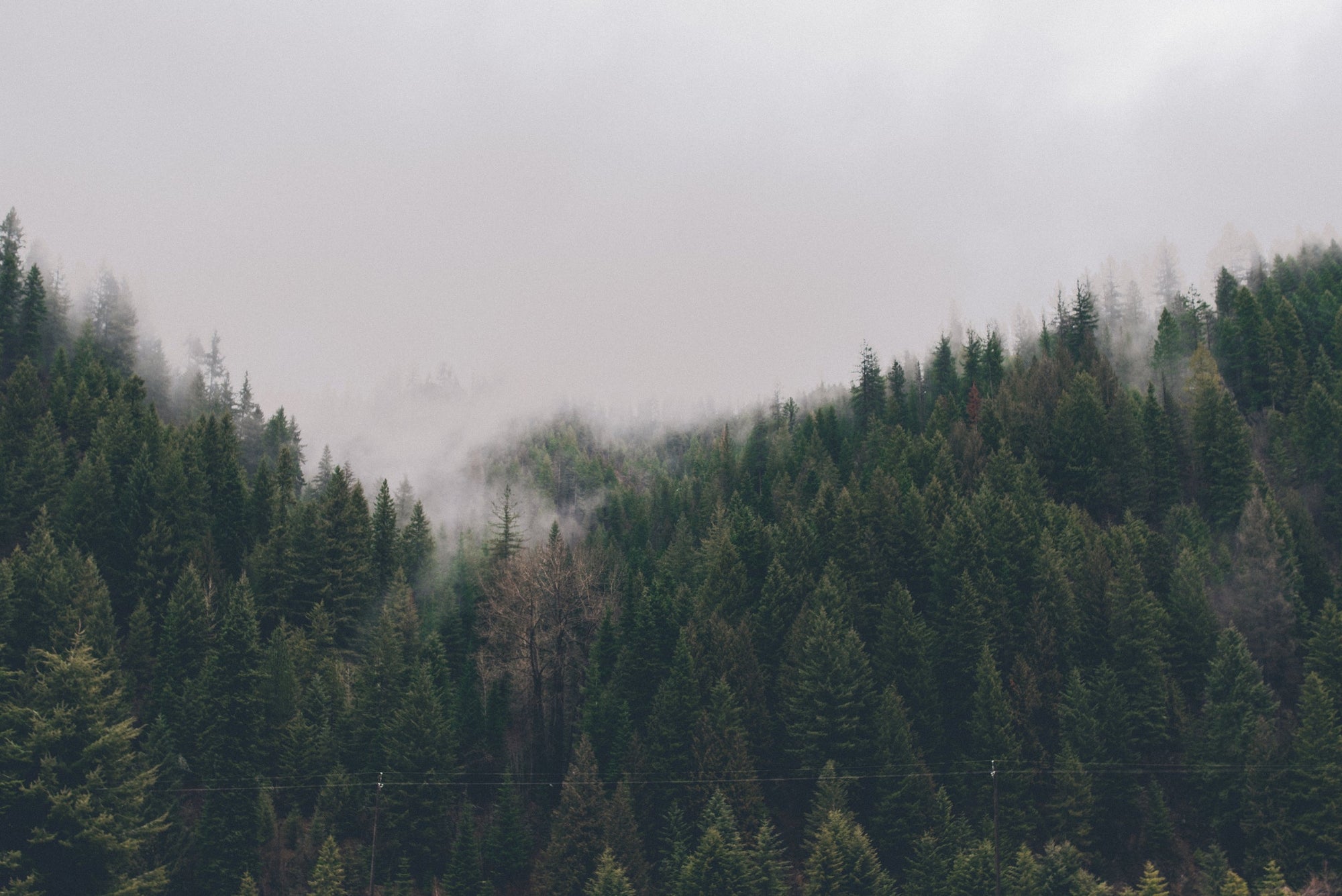 FSC Certified Timber: so what's all the fuss about?